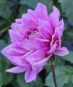 Kari Blue~Growing for tuber sales for 2027~