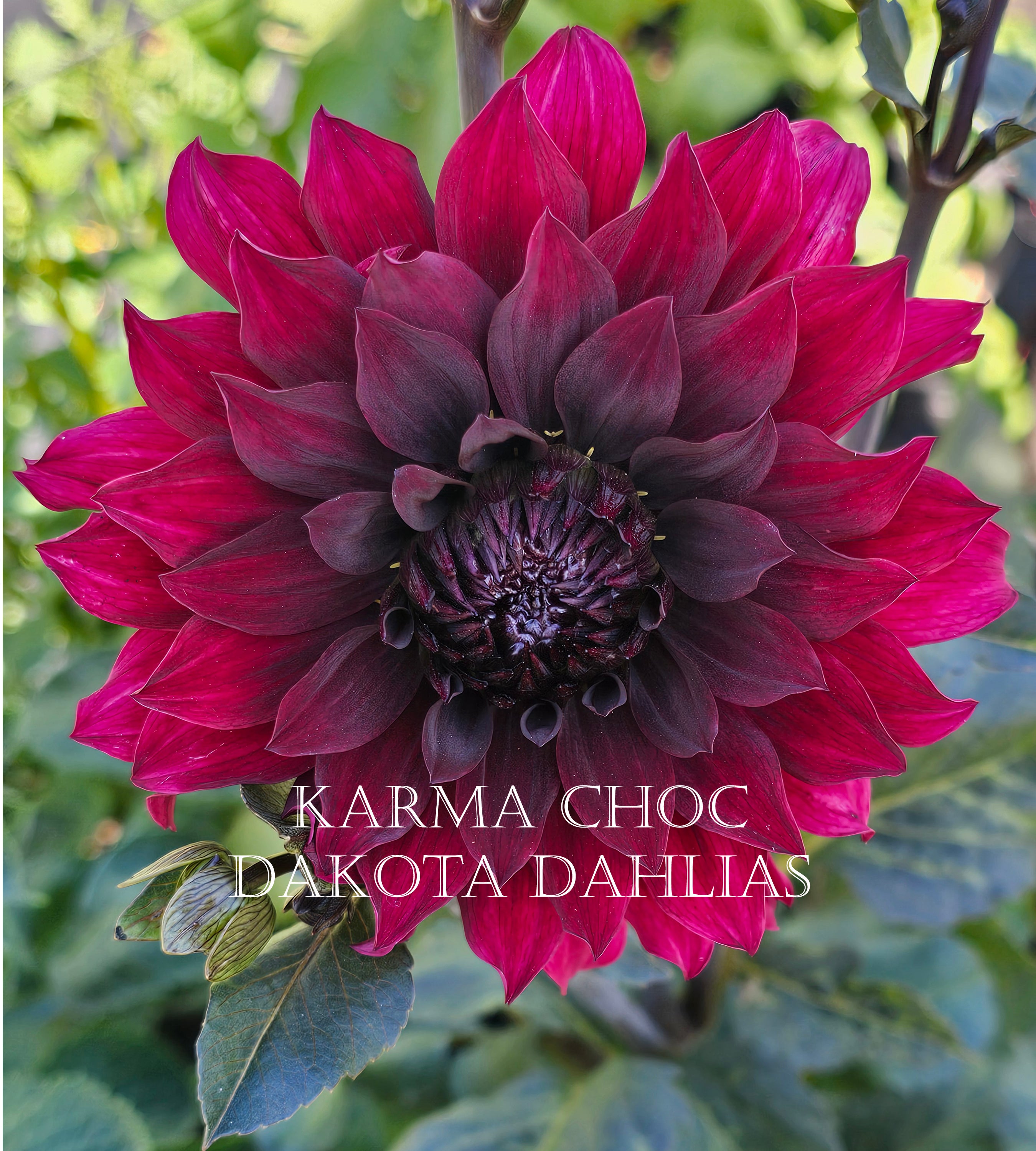 Karma Choc~Growing for tuber sales for 2027~