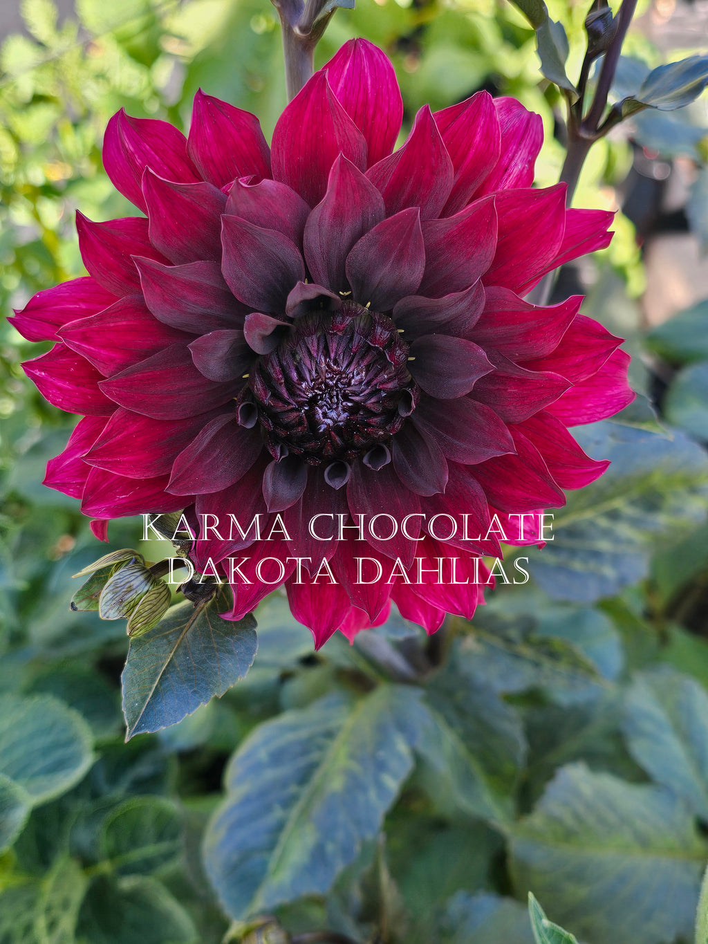 Karma Choc~Growing for tuber sales for 2027~