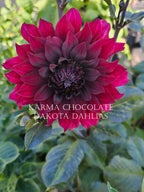 Karma Choc~Growing for tuber sales for 2027~
