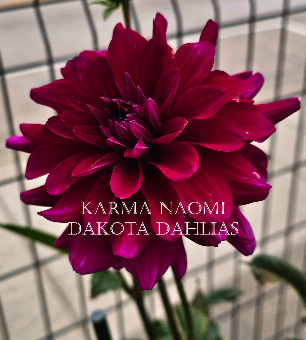 Karma Naomi
