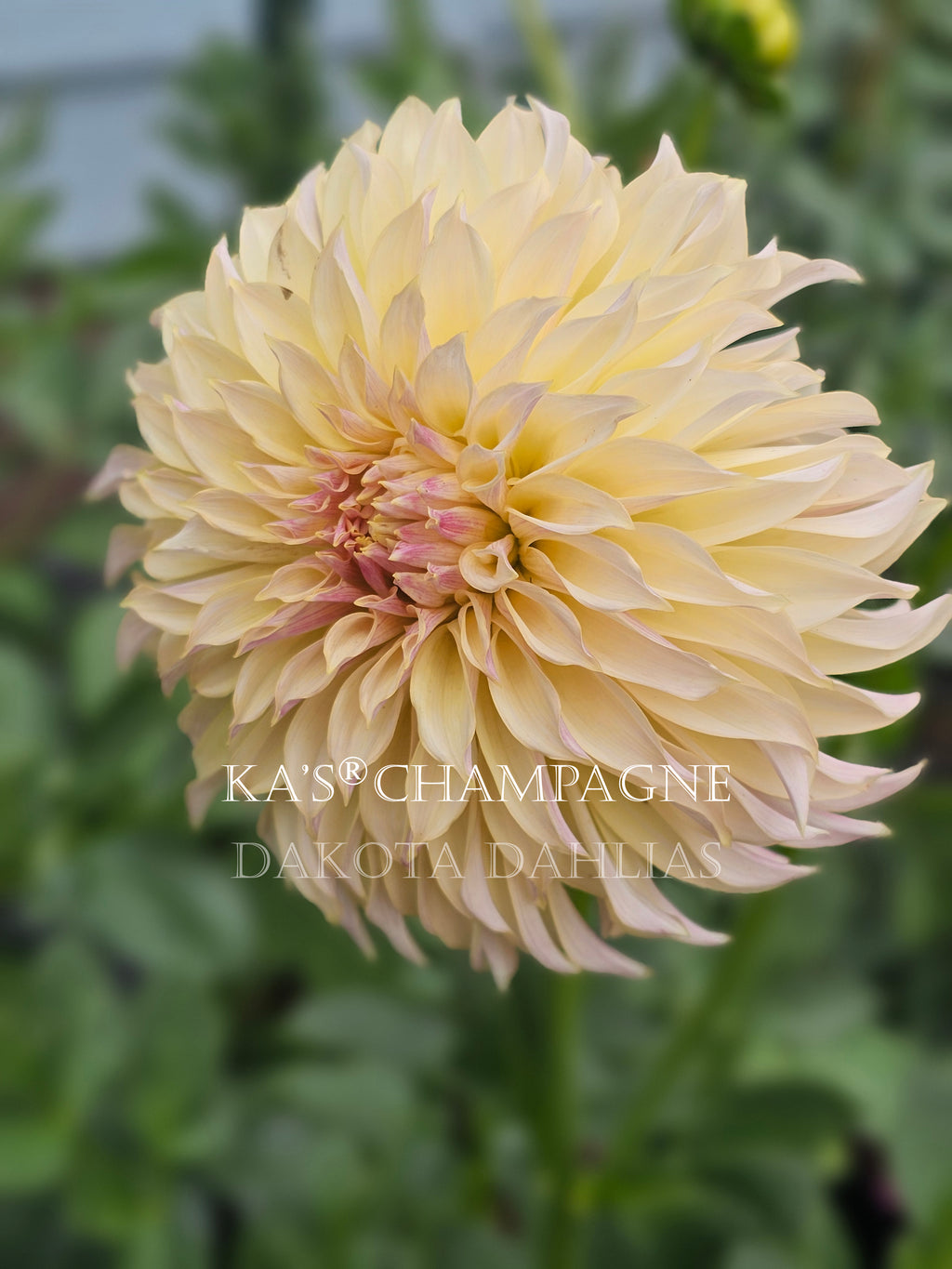KA's® Champagne