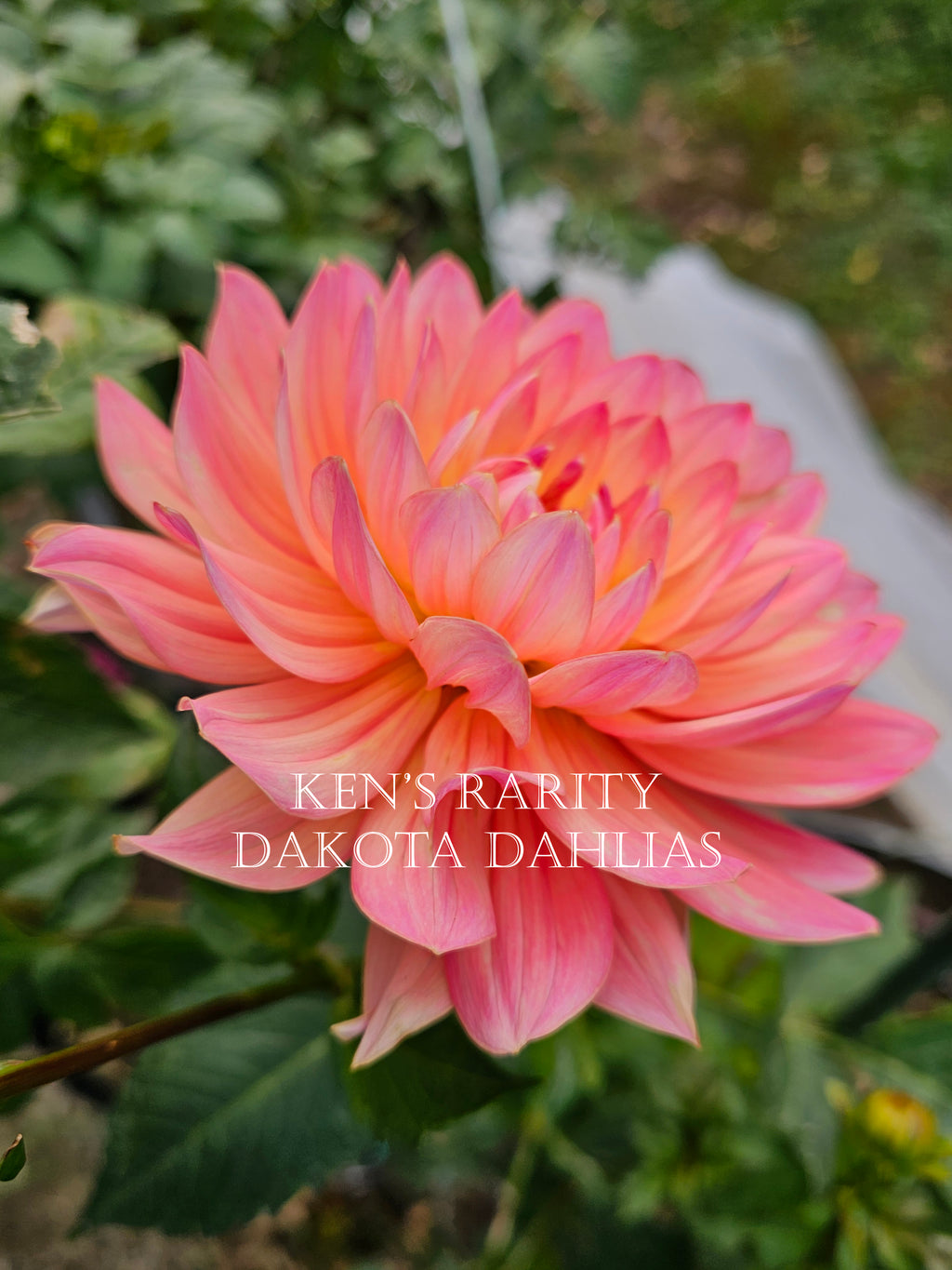 Ken's Rarity~Growing for tuber sales for 2027~