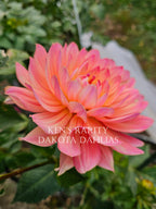 Ken's Rarity~Growing for tuber sales for 2027~