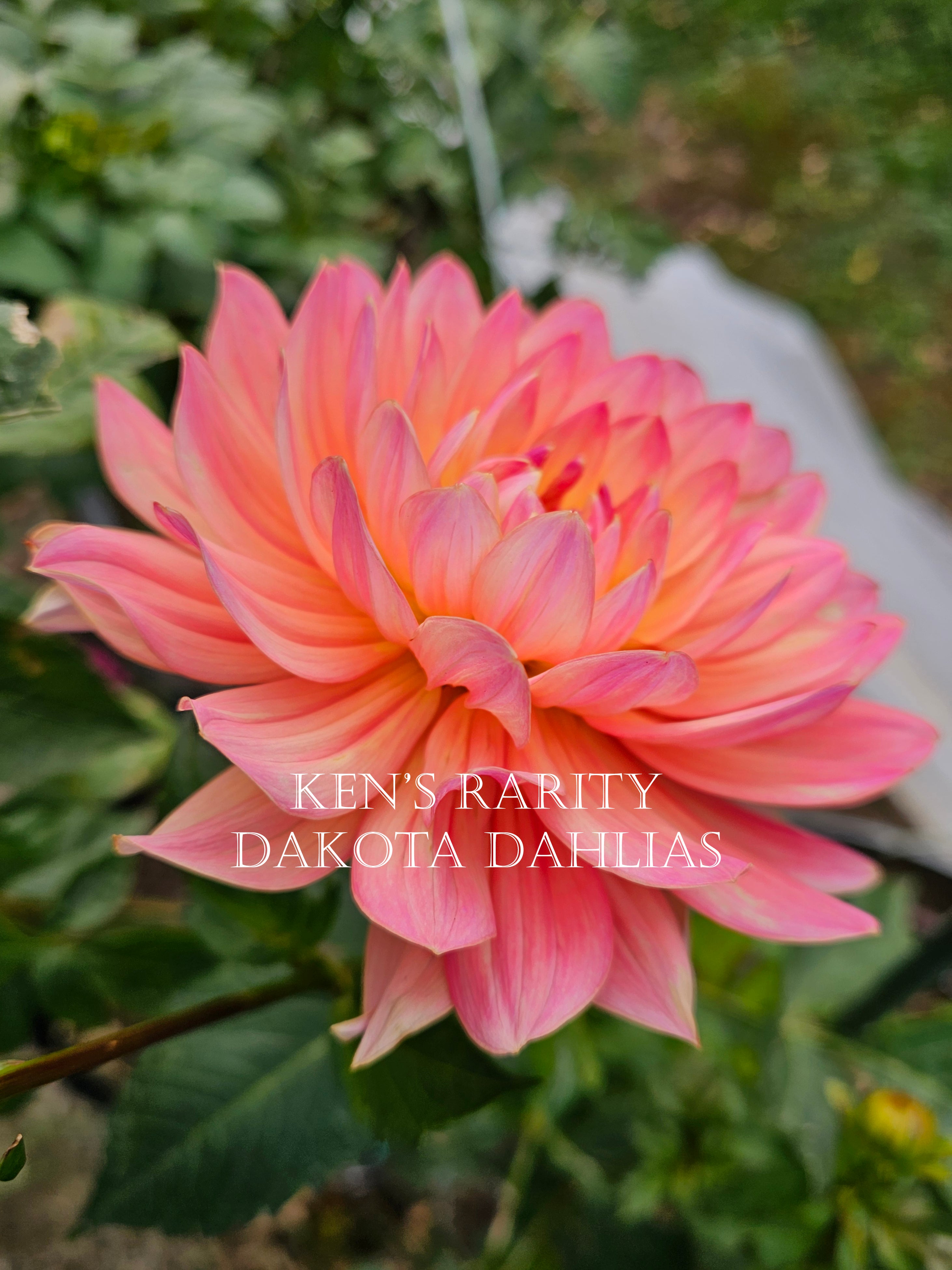 Ken's Rarity~Growing for tuber sales for 2027~