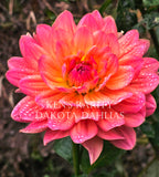 Ken's Rarity~Growing for tuber sales for 2027~