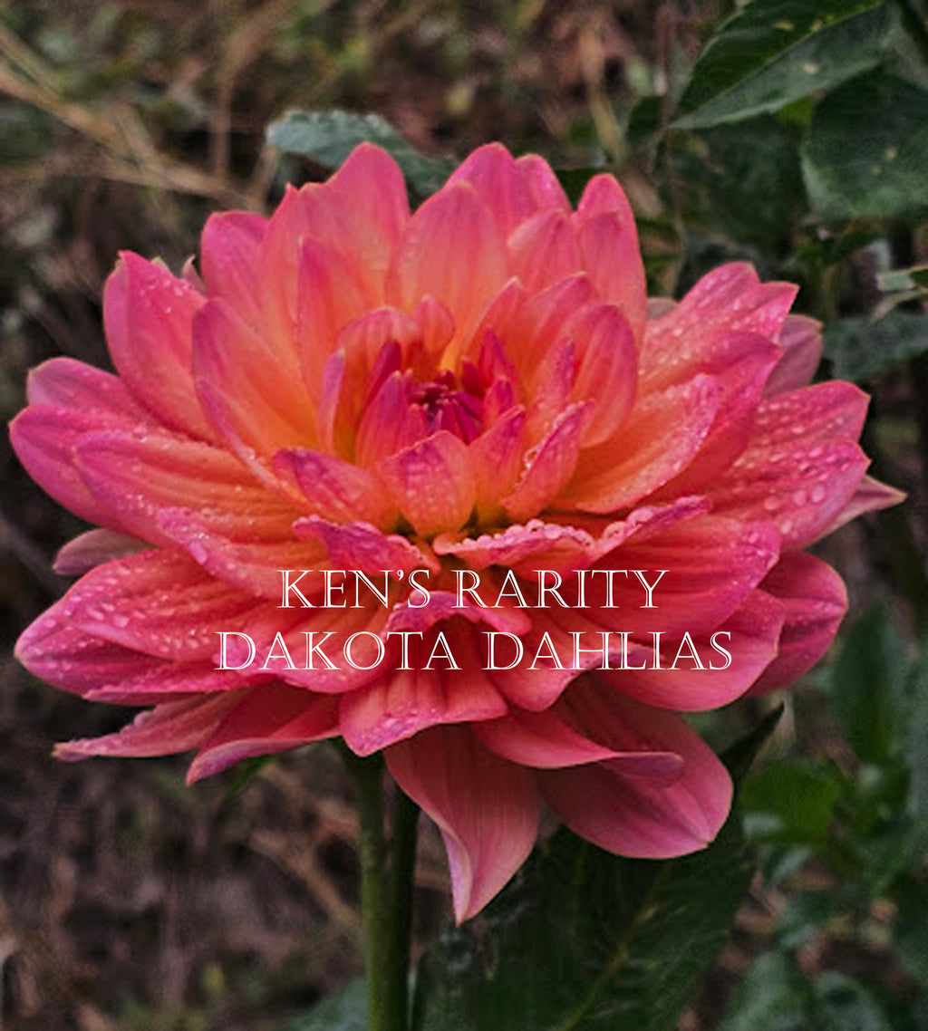 Ken's Rarity~Growing for tuber sales for 2027~