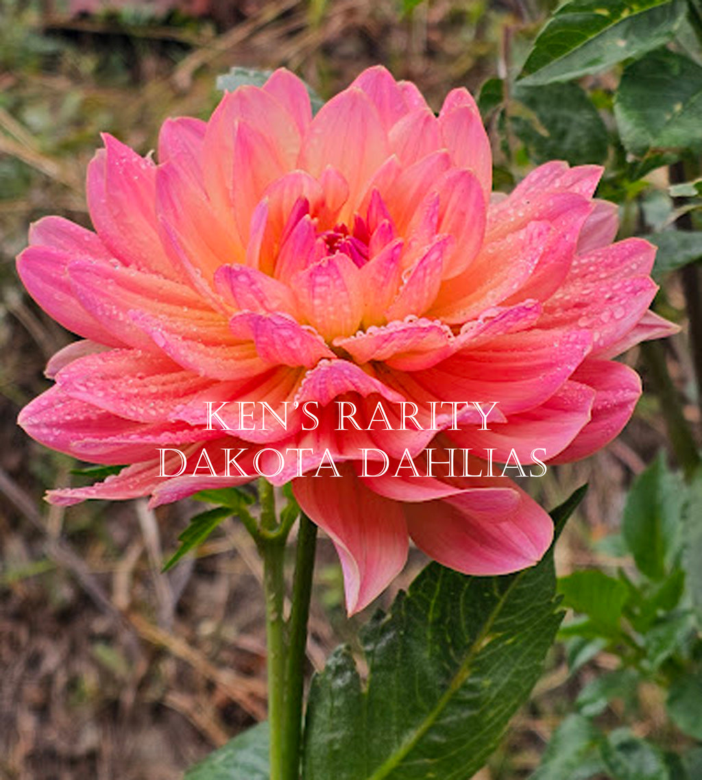 Ken's Rarity~Growing for tuber sales for 2027~