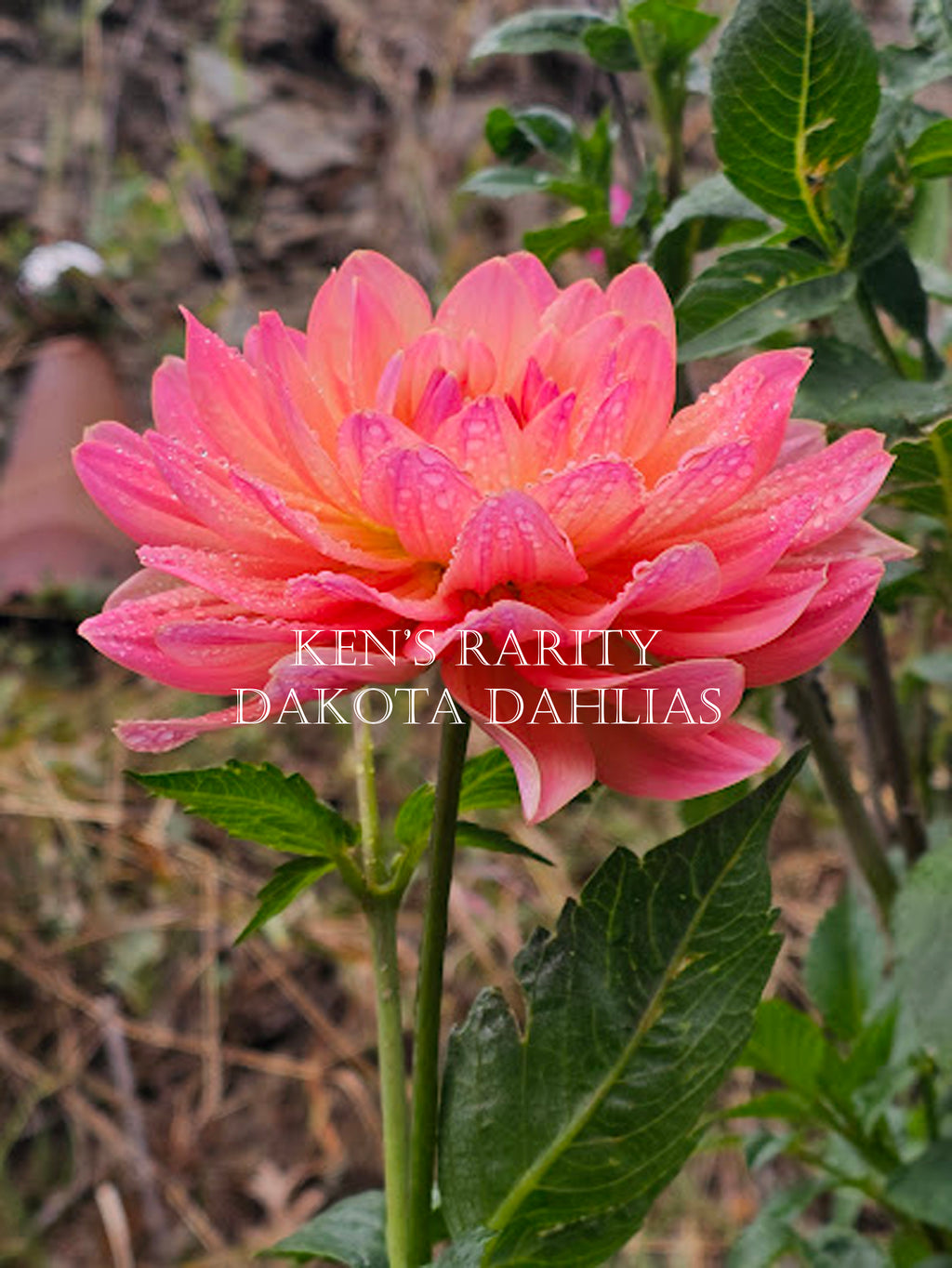 Ken's Rarity~Growing for tuber sales for 2027~