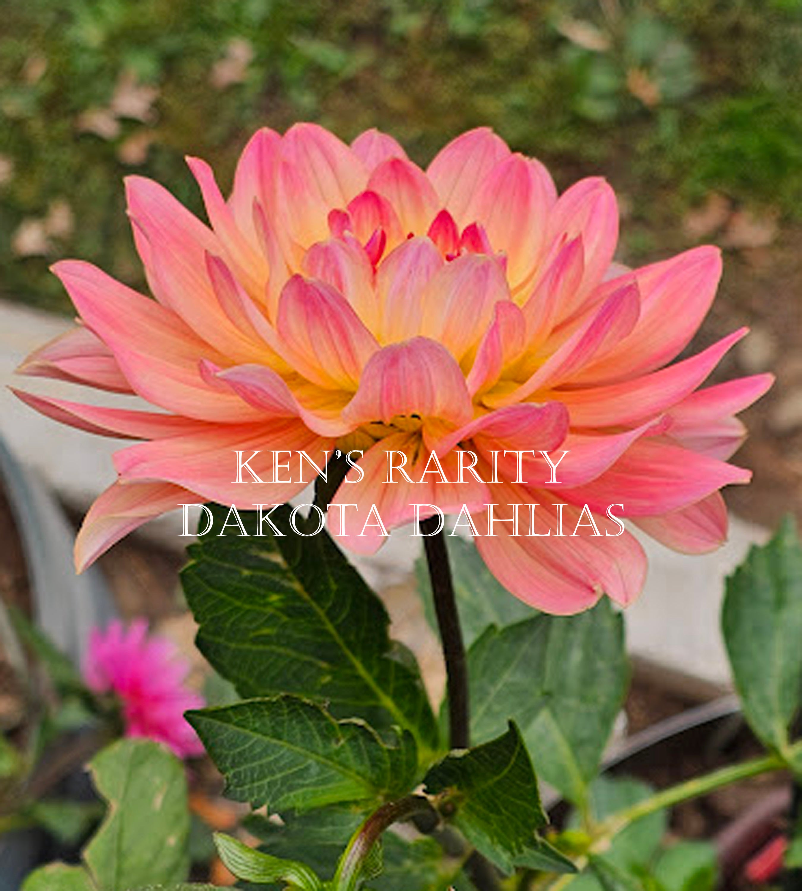 Ken's Rarity~Growing for tuber sales for 2027~