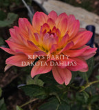 Ken's Rarity~Growing for tuber sales for 2027~