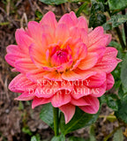 Ken's Rarity~Growing for tuber sales for 2027~