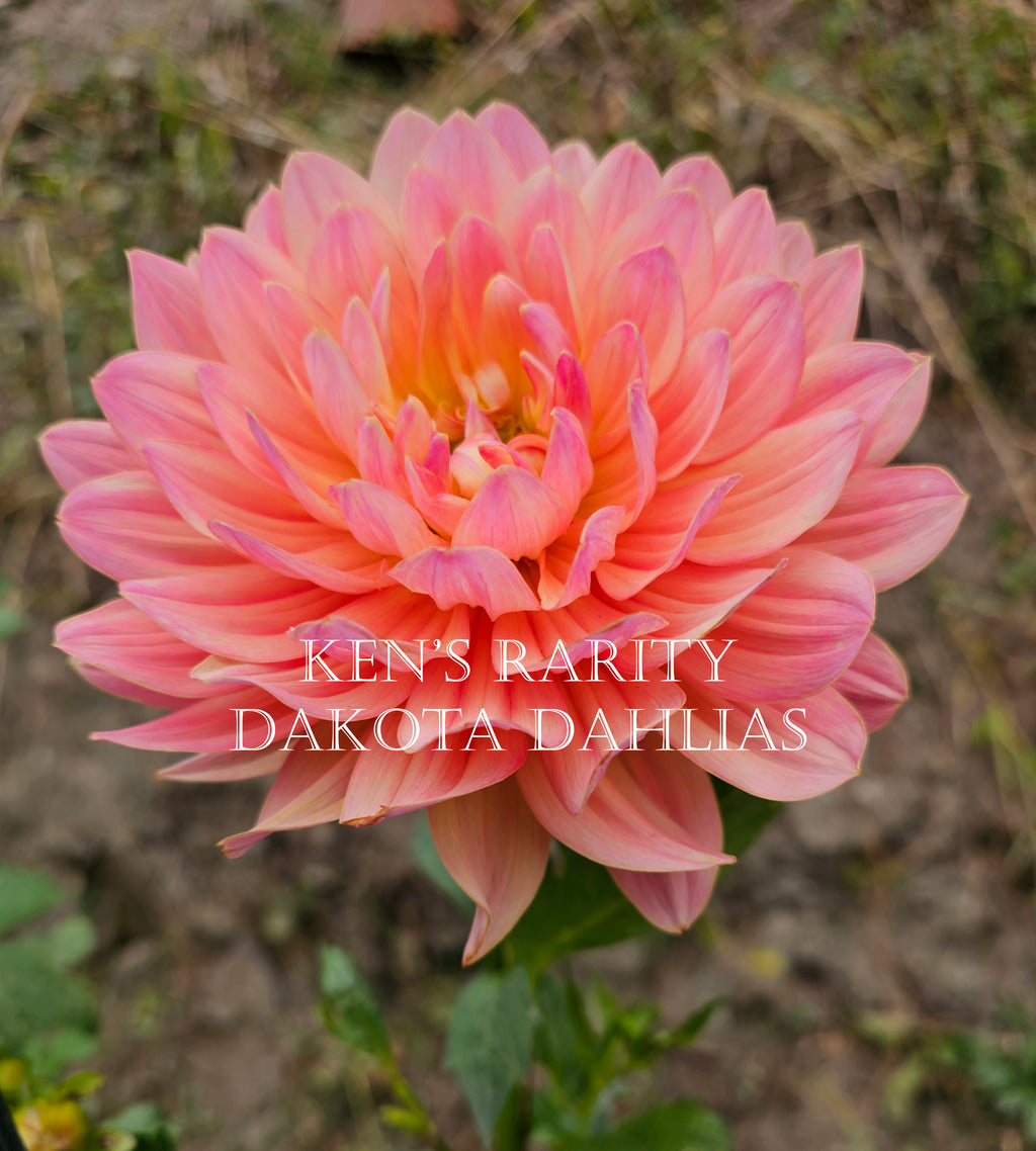 Ken's Rarity~Growing for tuber sales for 2027~