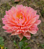 Ken's Rarity~Growing for tuber sales for 2027~