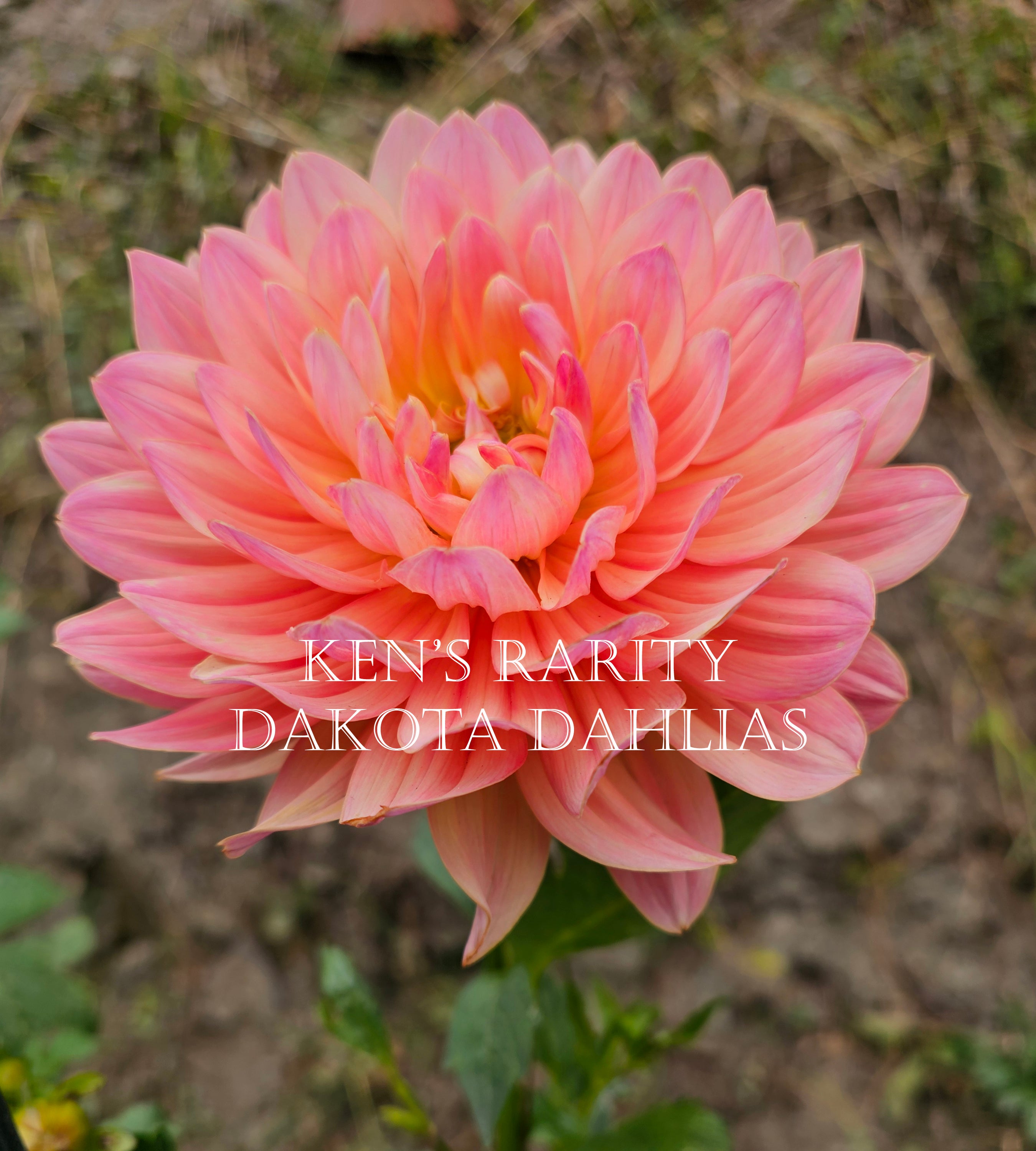 Ken's Rarity~Growing for tuber sales for 2027~