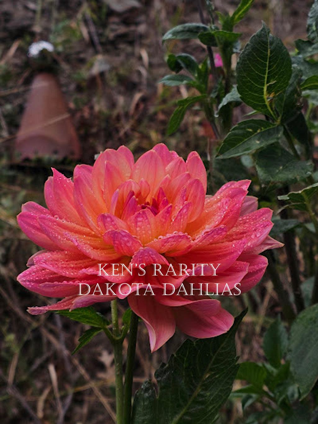 Ken's Rarity~Growing for tuber sales for 2027~