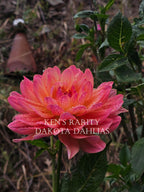 Ken's Rarity~Growing for tuber sales for 2027~