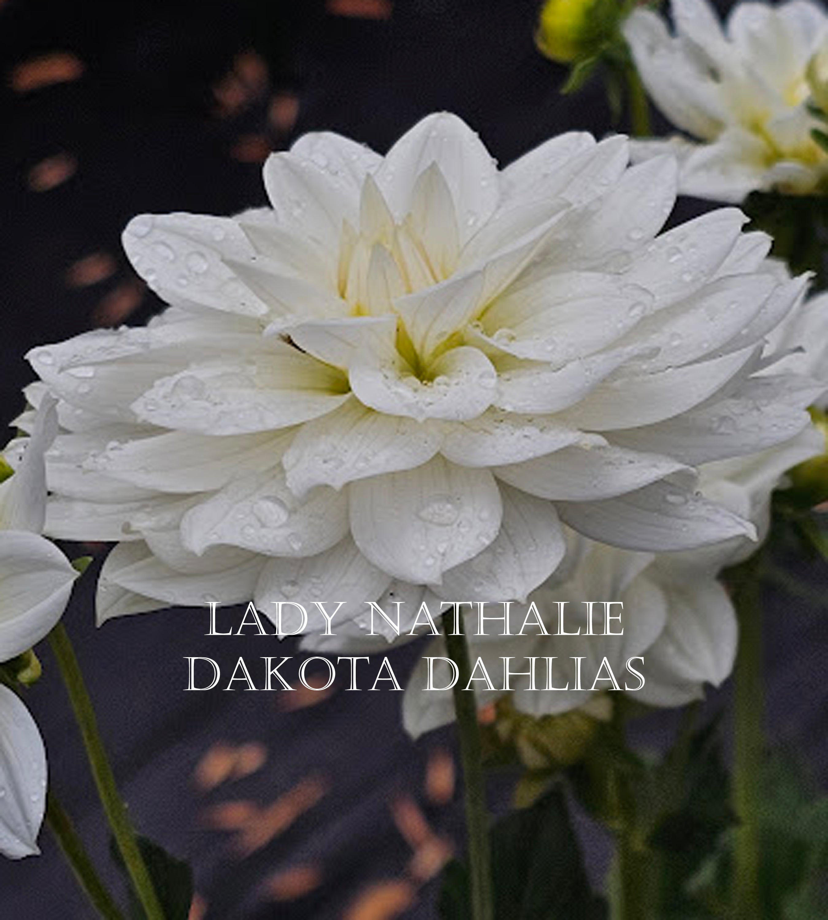 Lady Nathalie