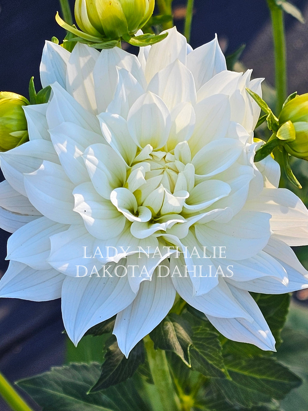 Lady Nathalie