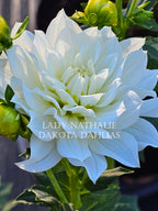 Lady Nathalie
