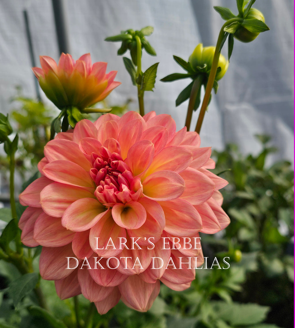 Lark's Ebbe