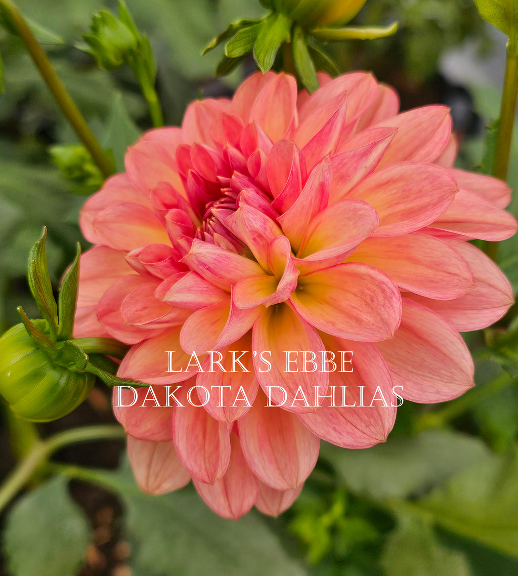 Lark's Ebbe