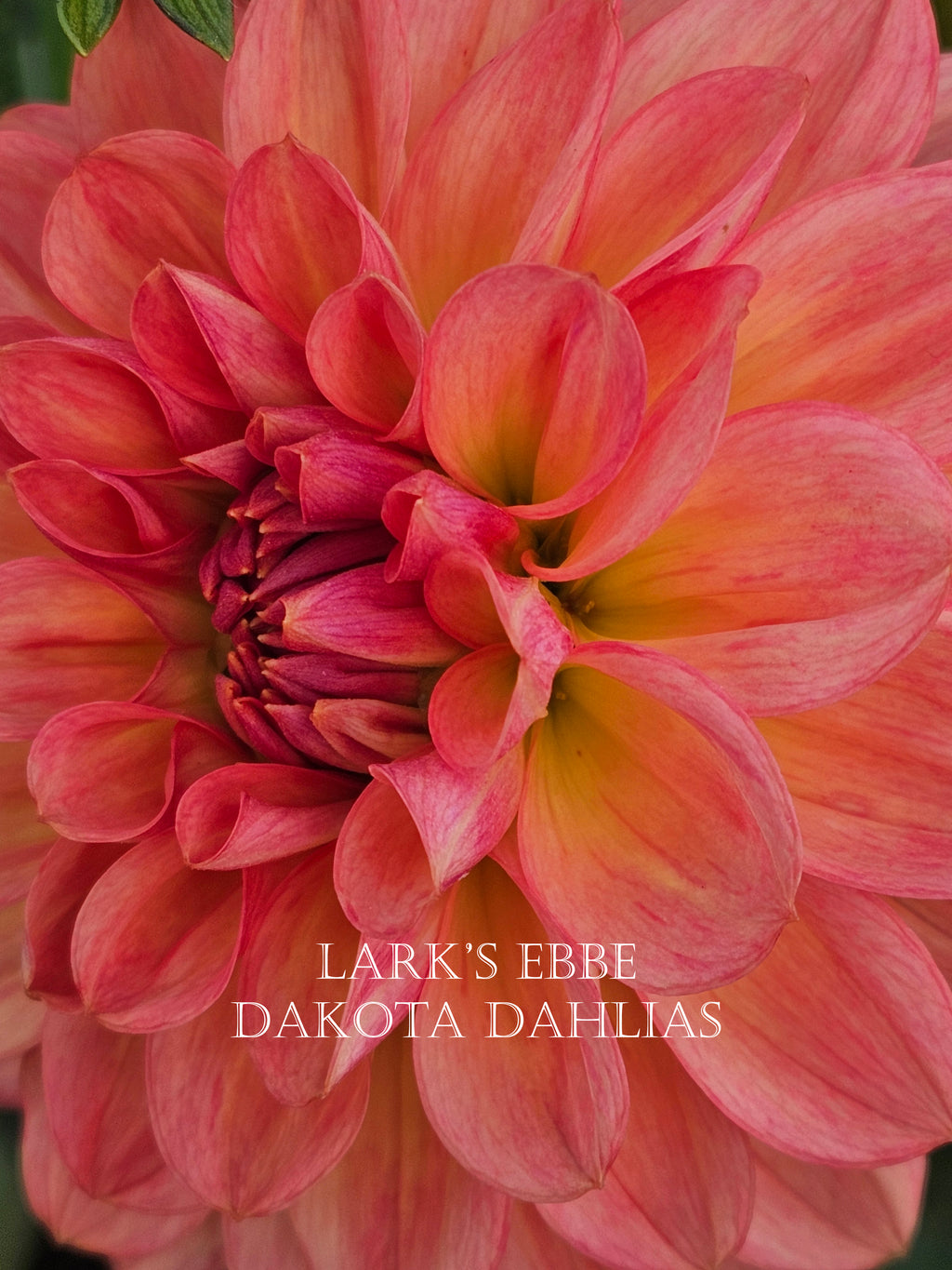 Lark's Ebbe