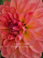 Lark's Ebbe