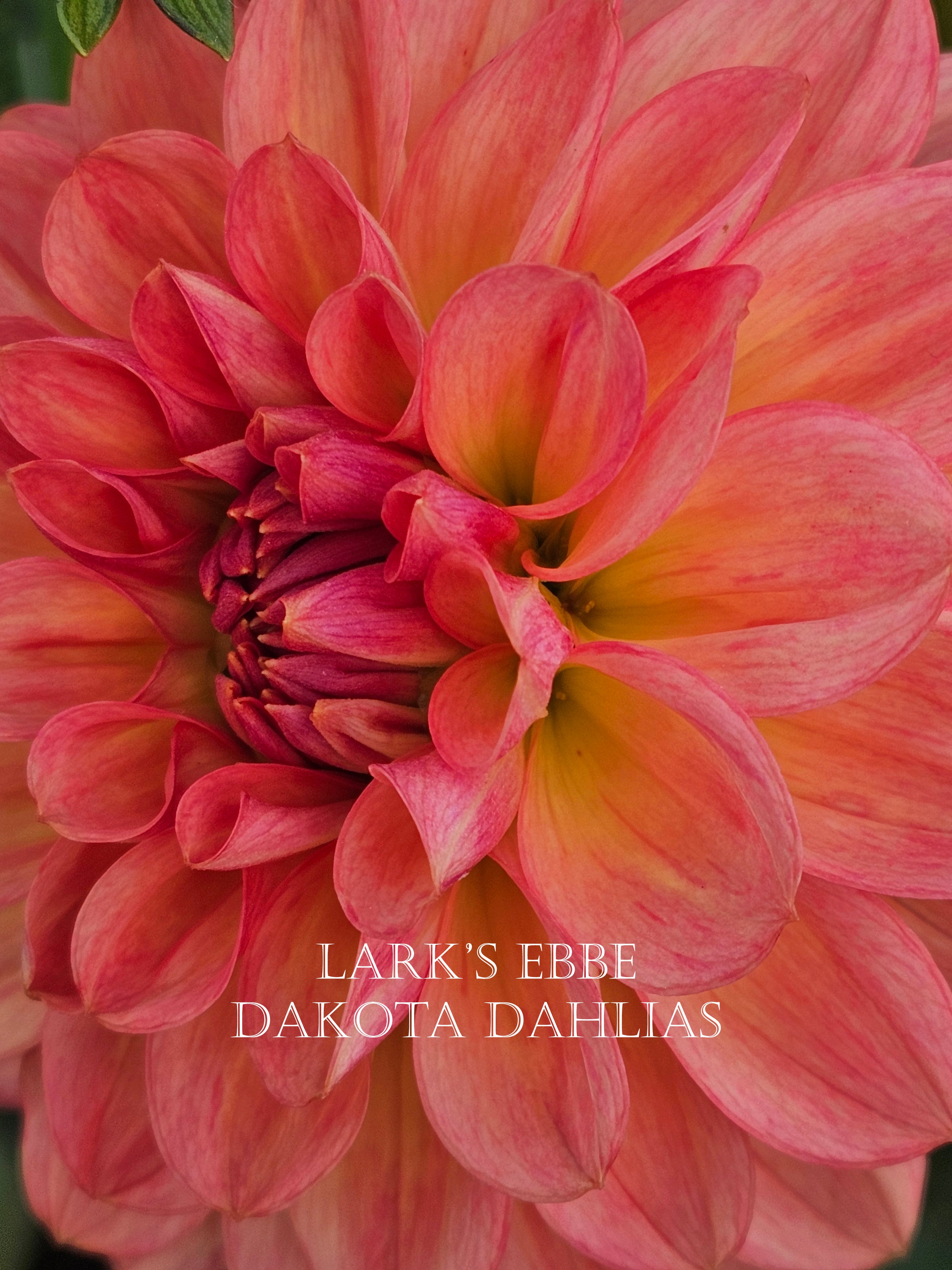 Lark's Ebbe