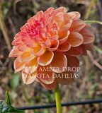 Lee's Amber Drop~Growing for tuber sales for 2027~