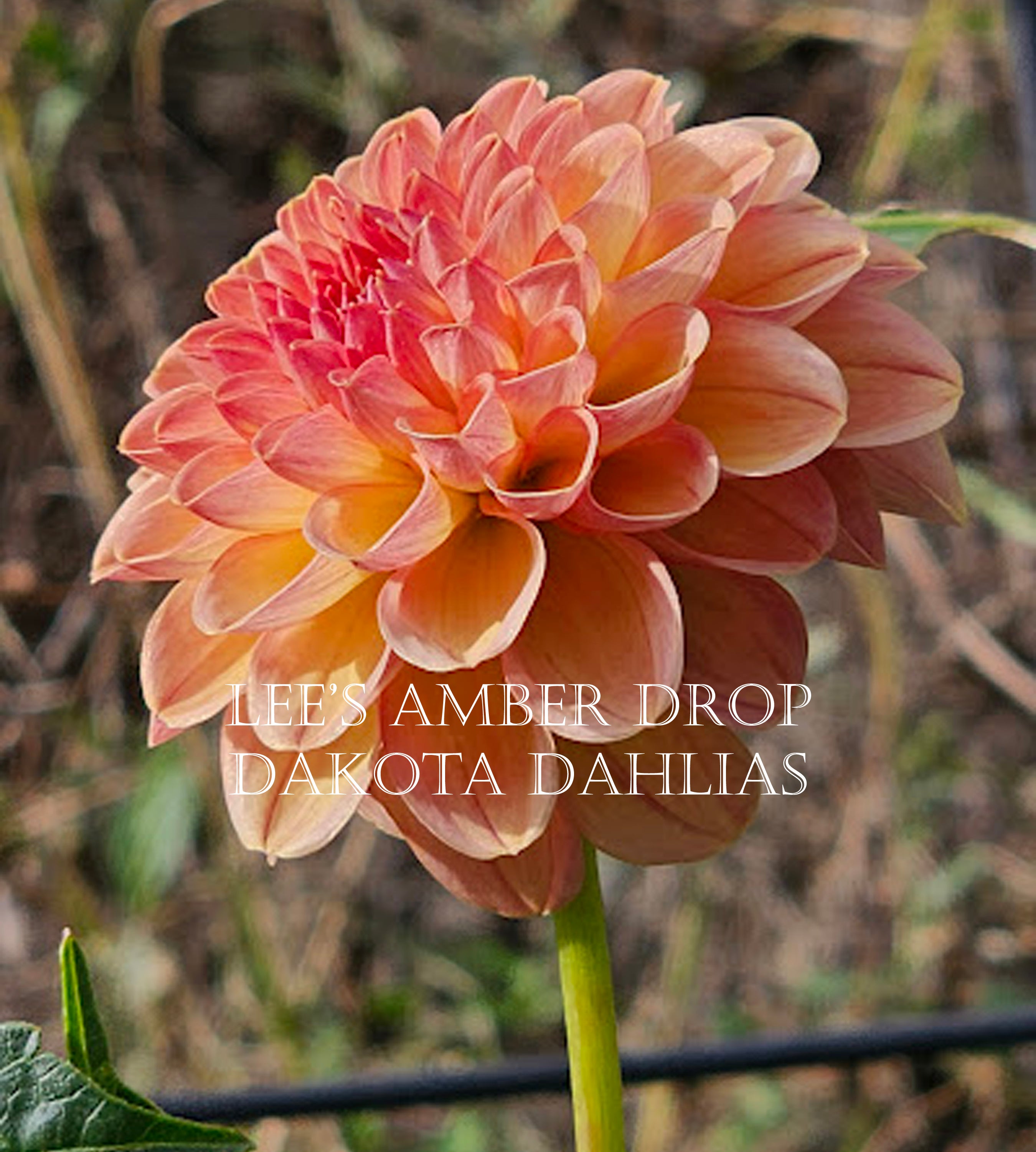 Lee's Amber Drop~Growing for tuber sales for 2027~