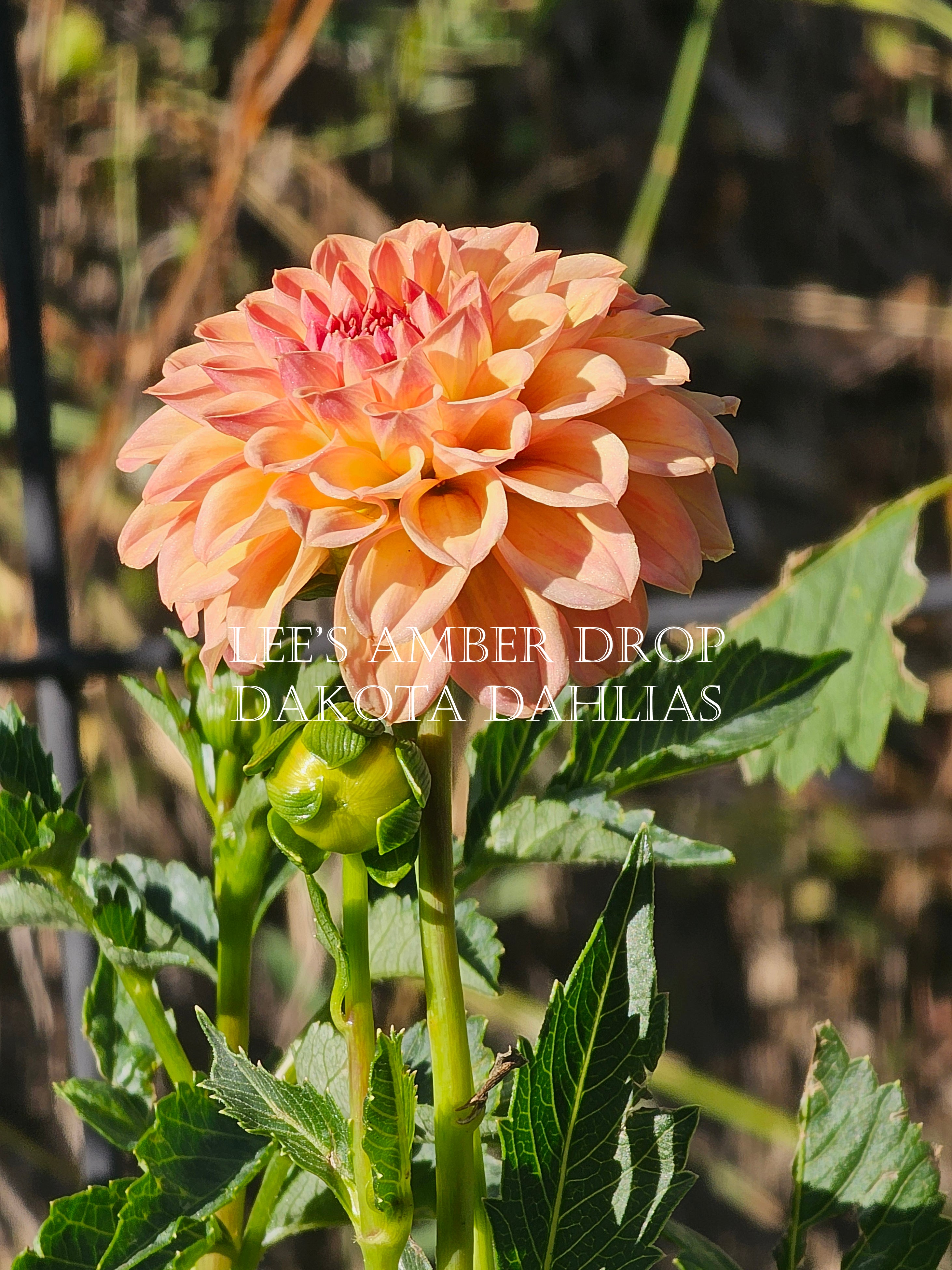 Lee's Amber Drop~Growing for tuber sales for 2027~