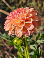 Lee's Amber Drop~Growing for tuber sales for 2027~