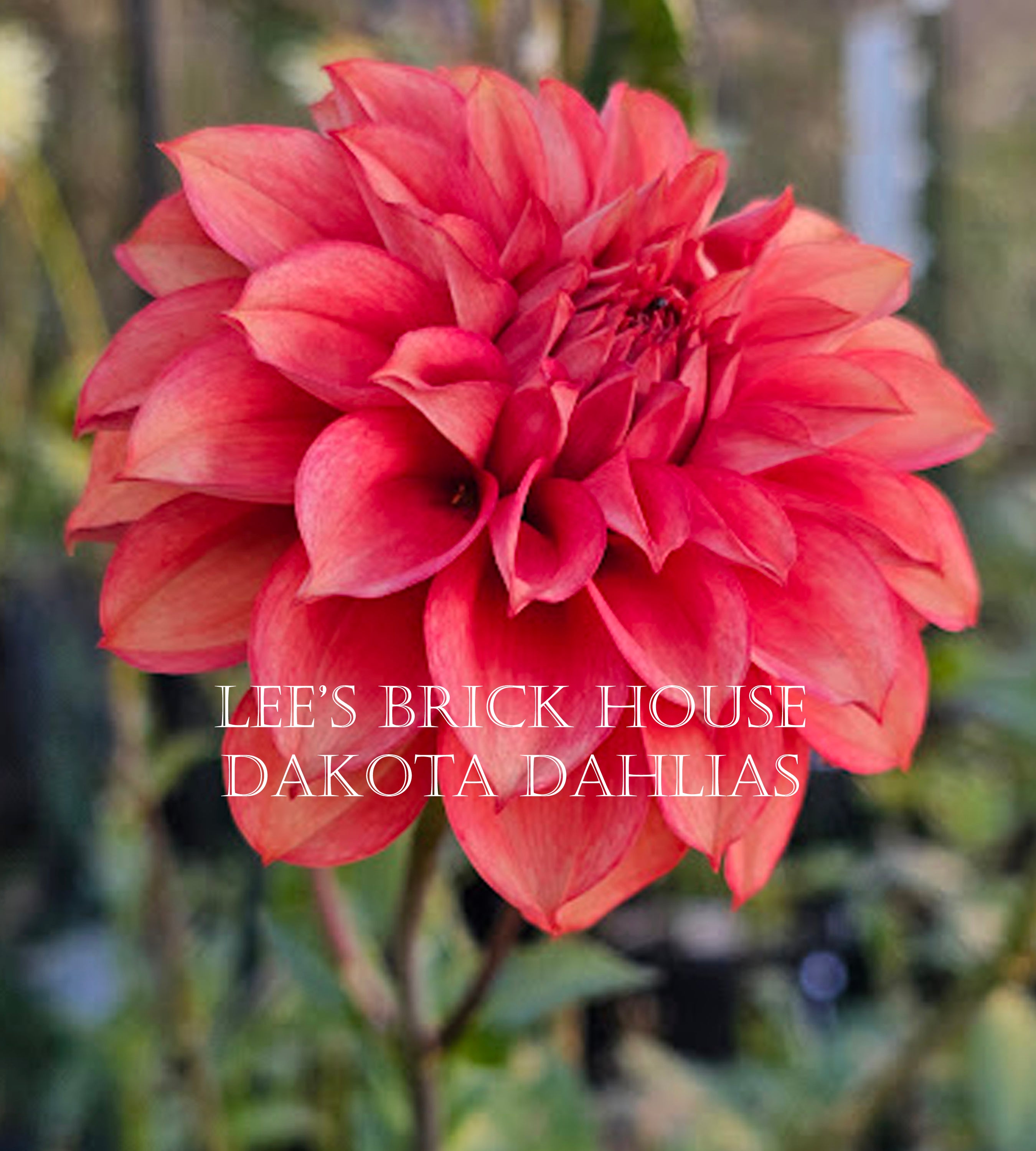 Lee's Brick House