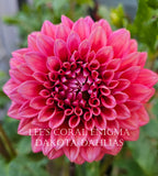 Lee's Coral Enigma