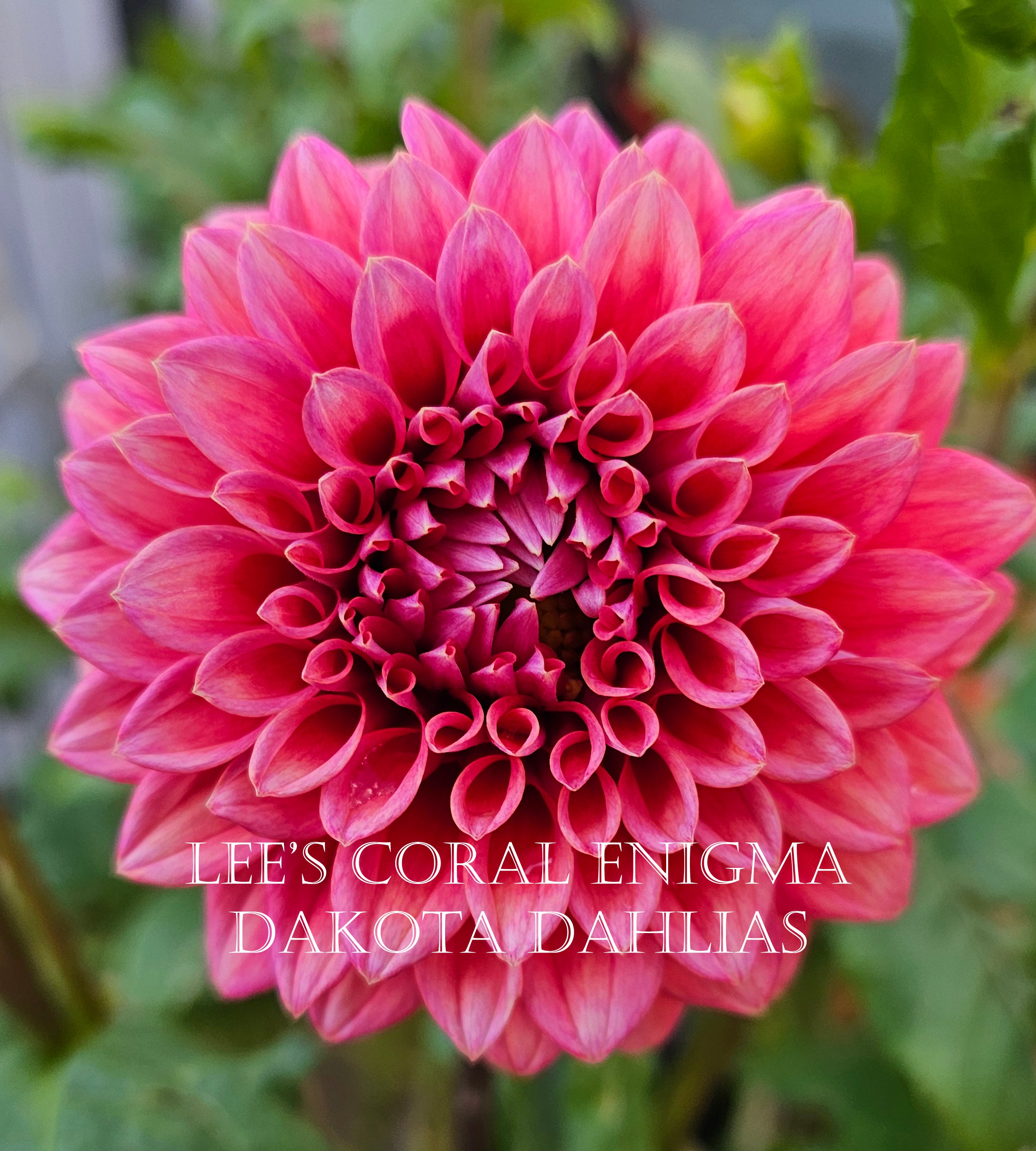 Lee's Coral Enigma