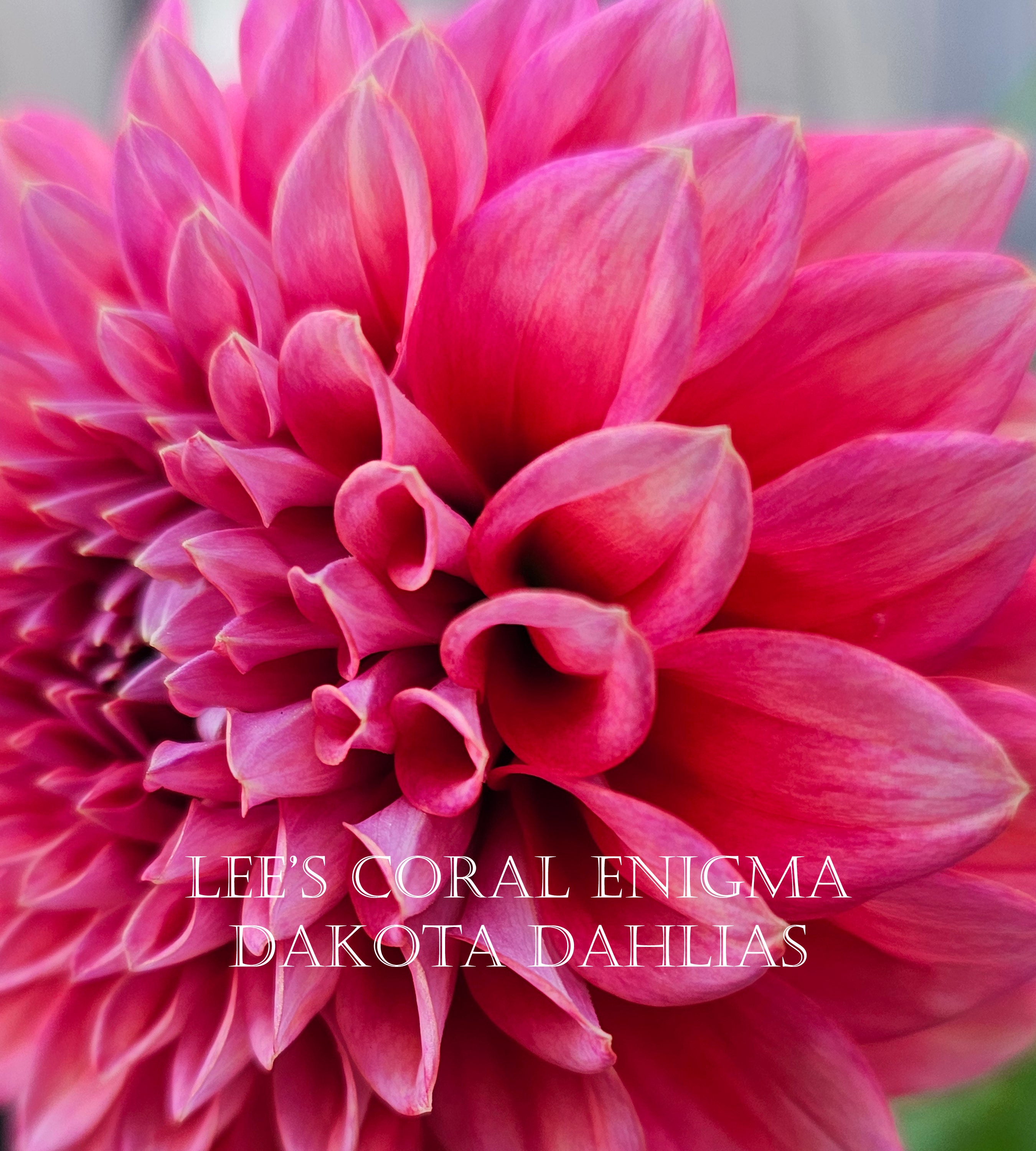 Lee's Coral Enigma