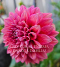 Lee's Coral Enigma