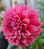 Lee's Coral Enigma