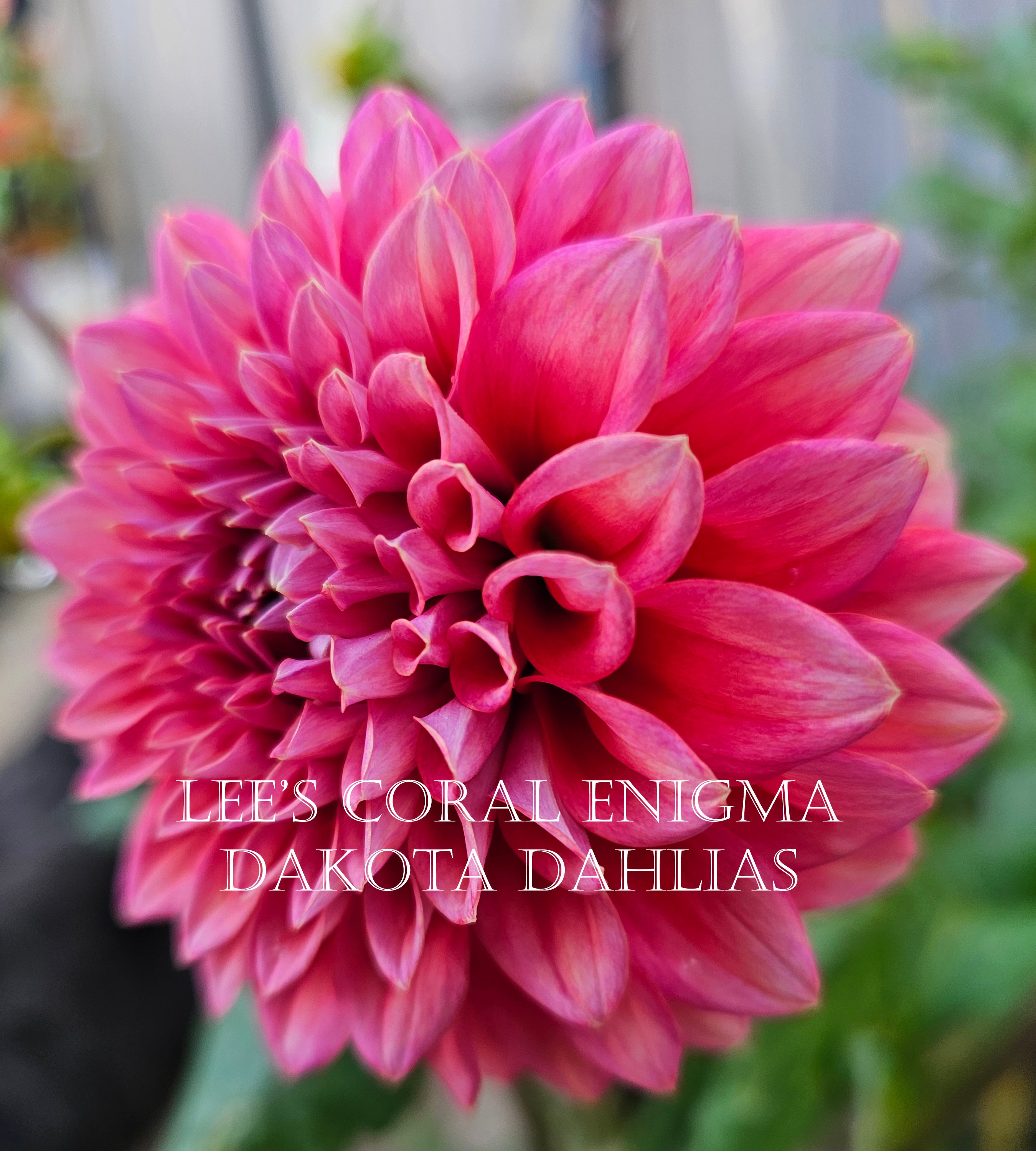 Lee's Coral Enigma