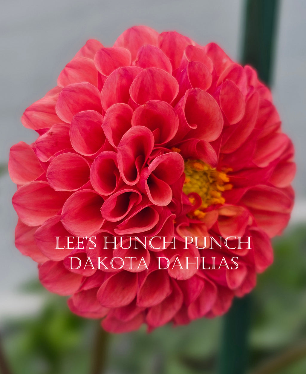 Lee's Hunch Punch