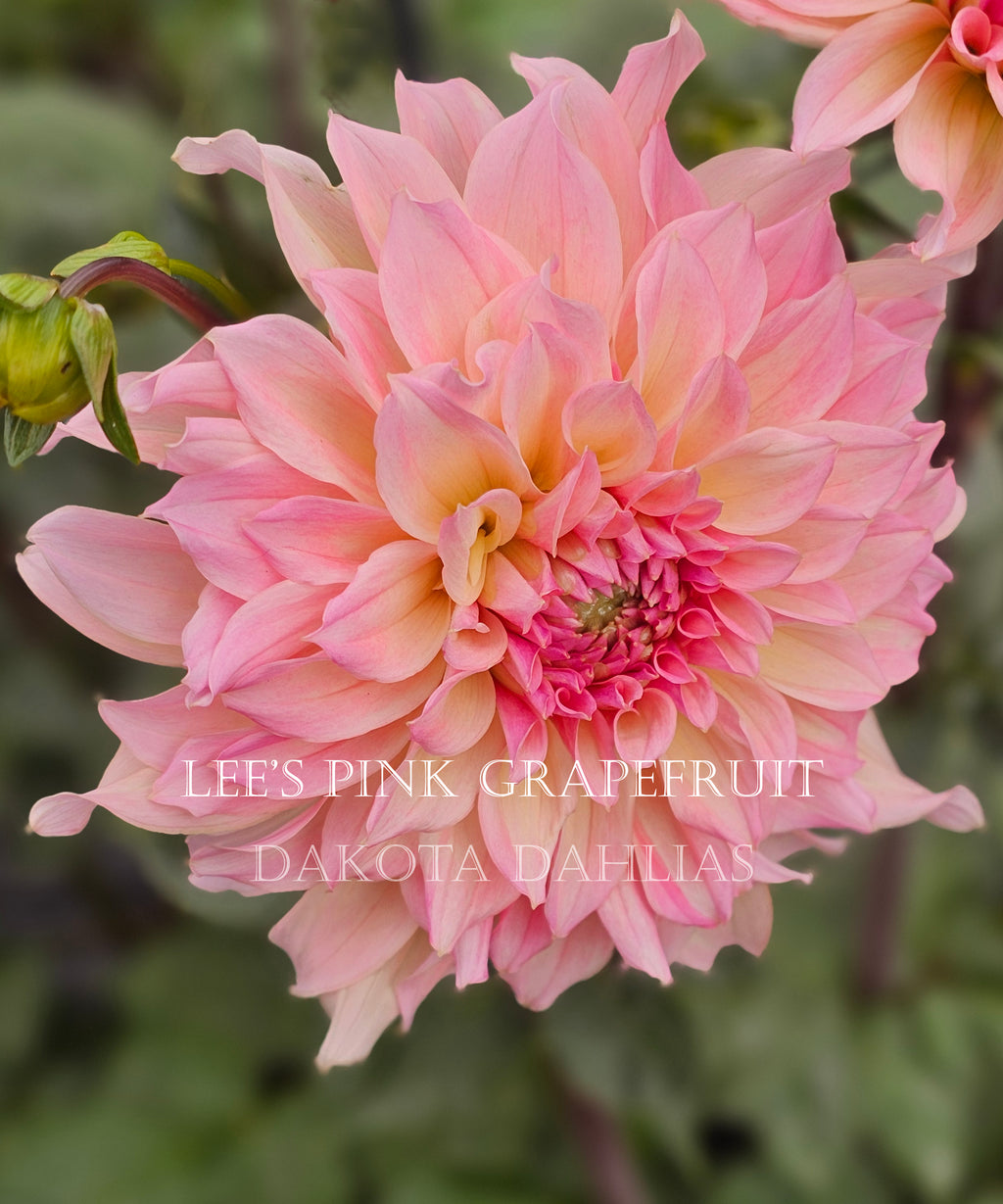 Lee's Pink Grapefruit