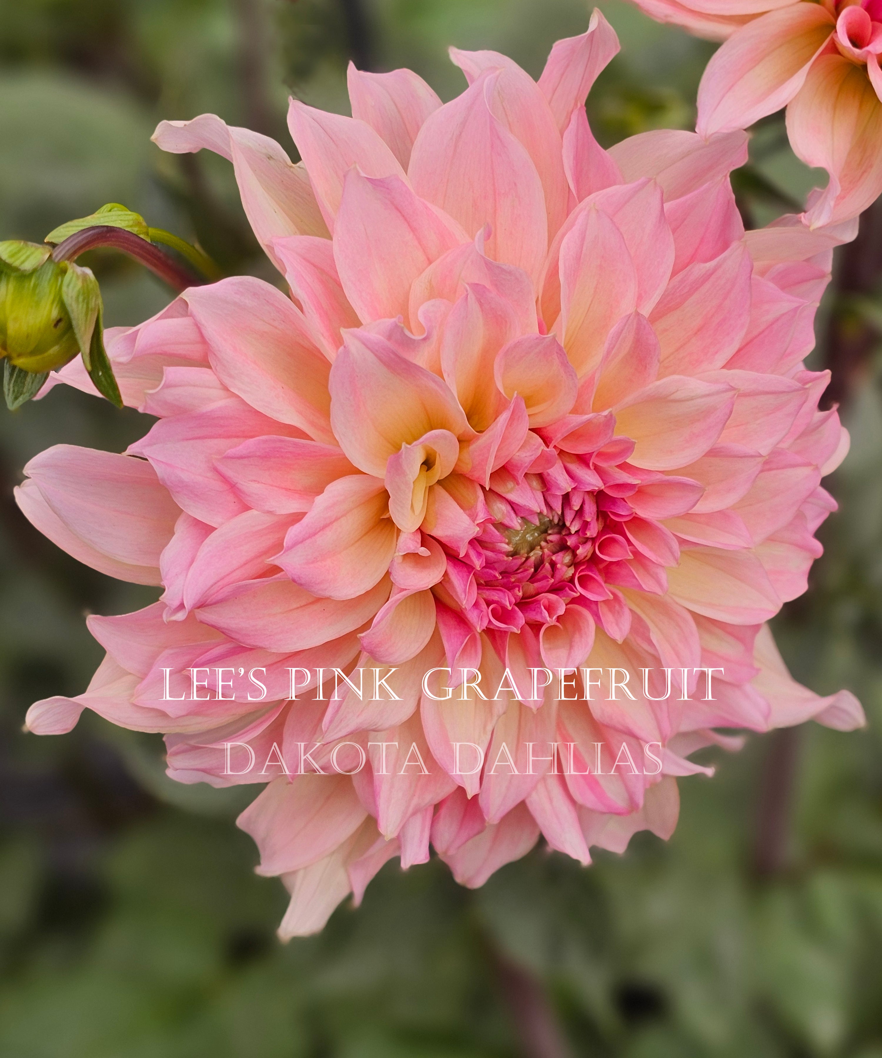 Lee's Pink Grapefruit