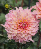Lee's Pink Grapefruit
