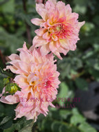 Lee's Pink Grapefruit