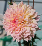 Lee's Pink Grapefruit