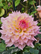Lee's Pink Grapefruit