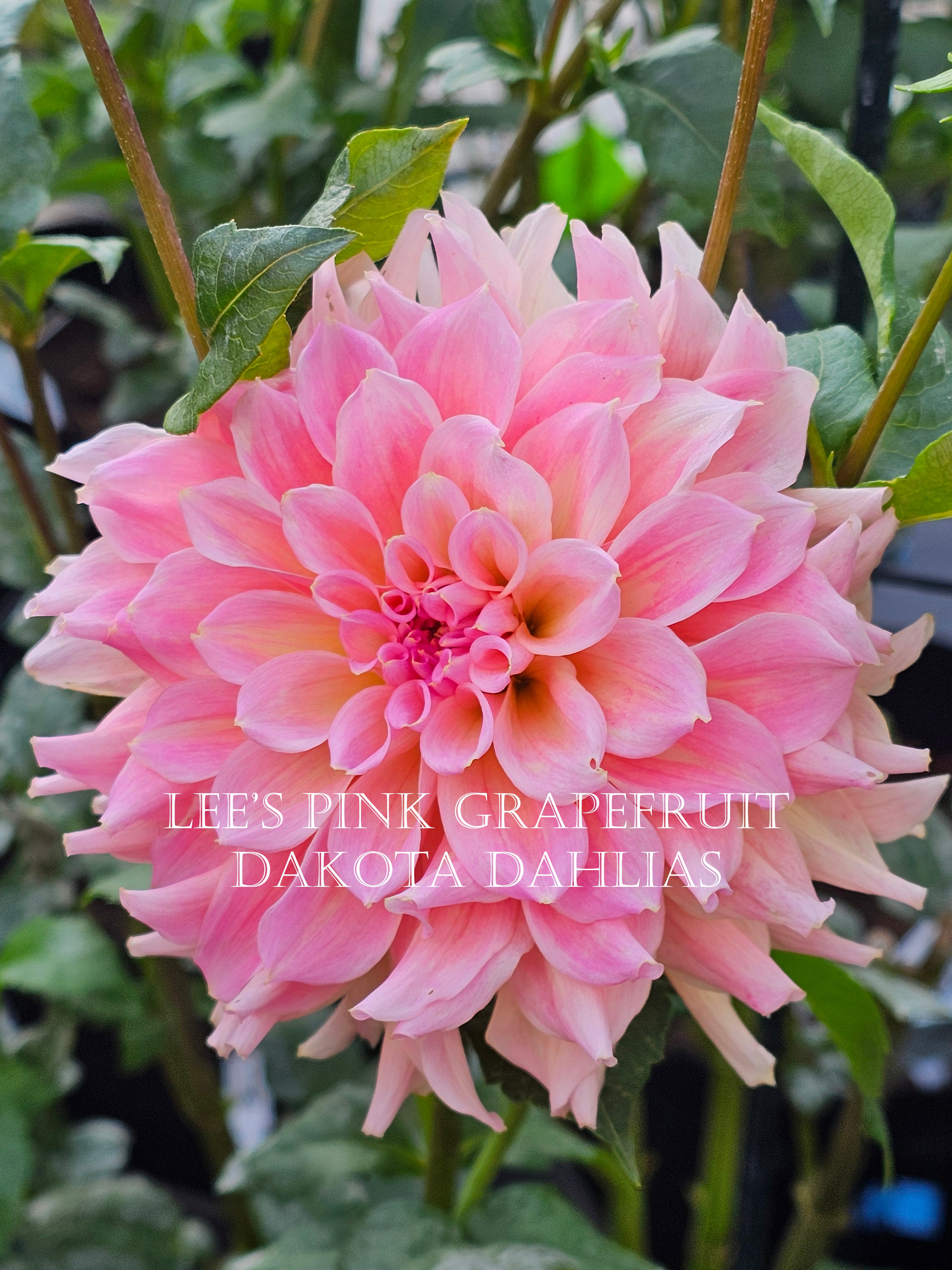 Lee's Pink Grapefruit