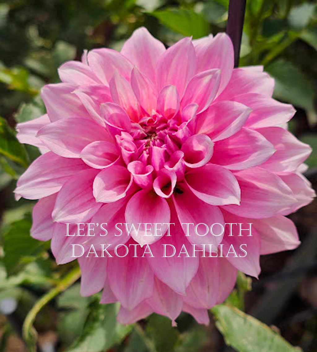 Lee's Sweet Tooth~Growing for tuber sales for 2027~