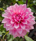 Lee's Sweet Tooth~Growing for tuber sales for 2027~